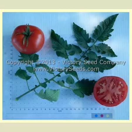 Florida Special Tomato