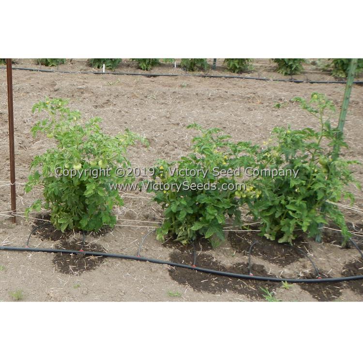 Dwarf Metallica Tomato