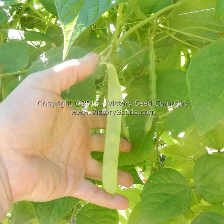 Romano Pole Green Garden Bean