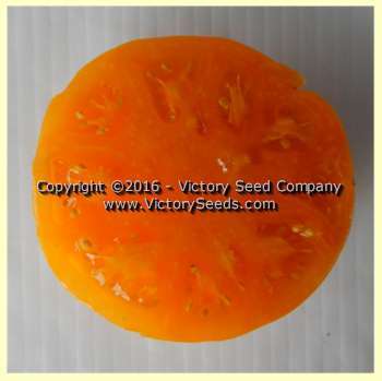 Dwarf Orange Cream Tomato