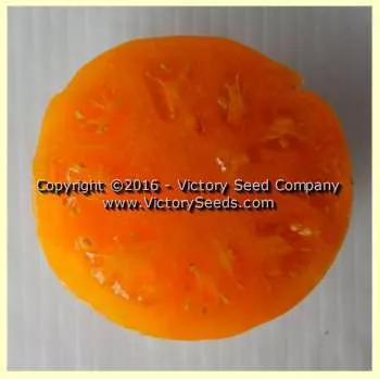 Dwarf Orange Cream Tomato