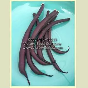 Royalty Purple Pod Garden Bean