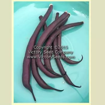 Royalty Purple Pod Garden Bean