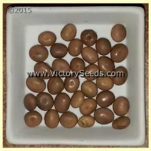 Kouri Soybean