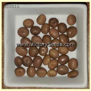 Kouri Soybean
