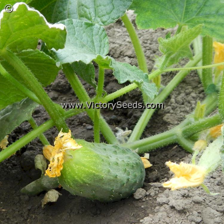 Addis Cucumber