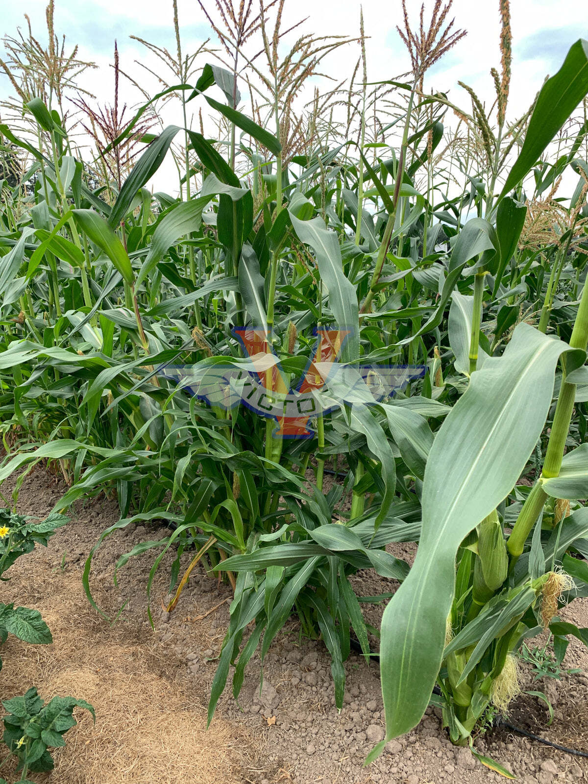 Will's Early June Sweet Corn
