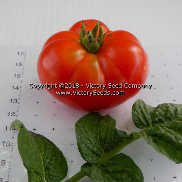 Dwarf Franklin County Tomato