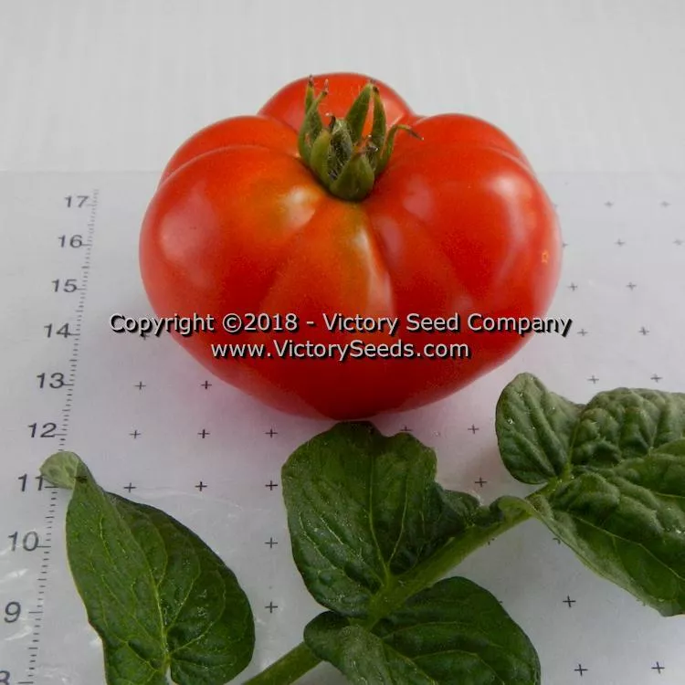 Dwarf Franklin County Tomato