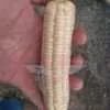 Will's Early June Sweet Corn