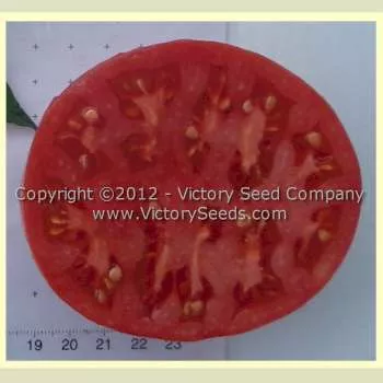 Gulf State Market (Livingston's Strain) Tomato