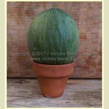 Tendral Verde Tardif Melon