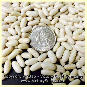Alicante Bush Green Garden Bean