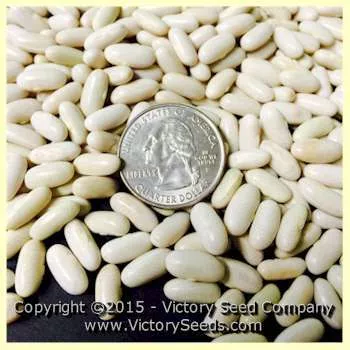 Alicante Bush Green Garden Bean