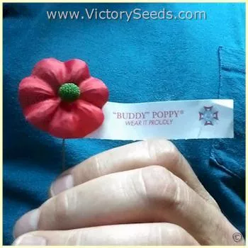 Flanders Poppy