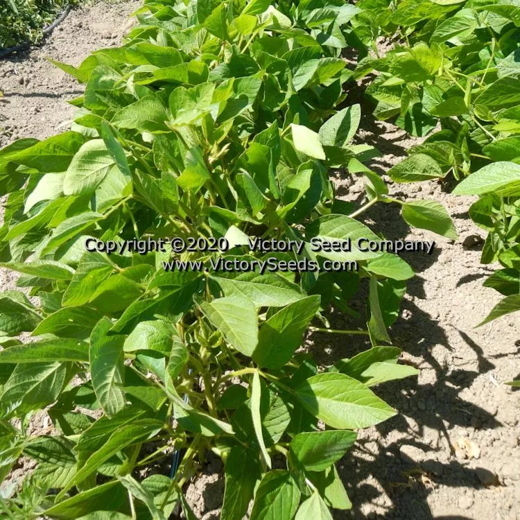 Tokio Vert Soybean