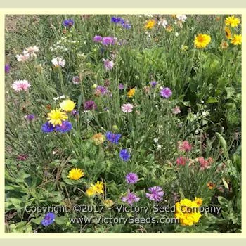 Cutflower Mix
