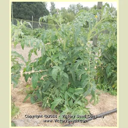 Dwarf Sneaky Sauce Tomato