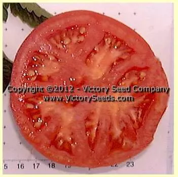 Pan America Tomato