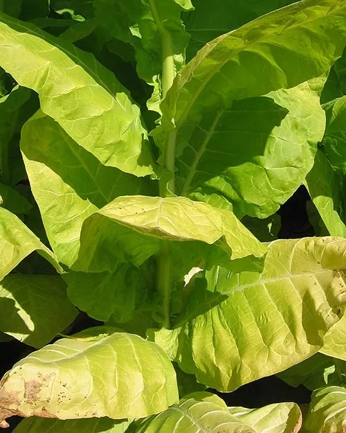Burley 64 Tobacco