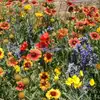 Dryland Wildflower Mix