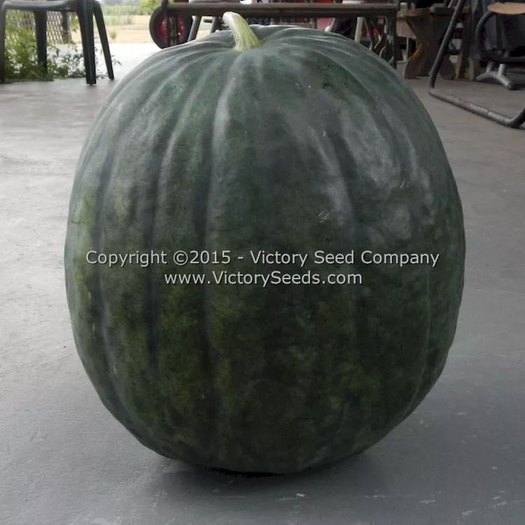 Mabry's Yellow Watermelon