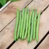 Antigua Bush Garden Bean