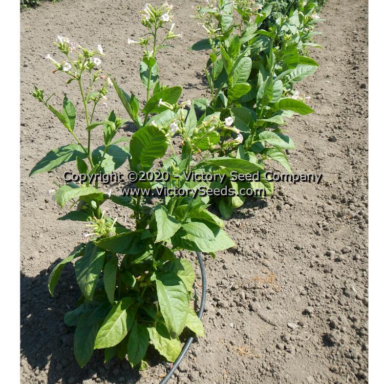 KY Black Tobacco