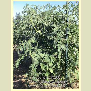 JTD Tomato