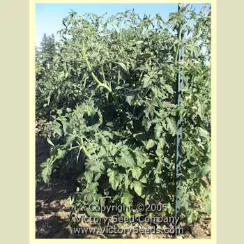 JTD Tomato