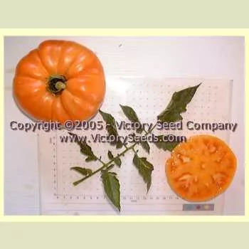 Old Timey Yellow Tomato
