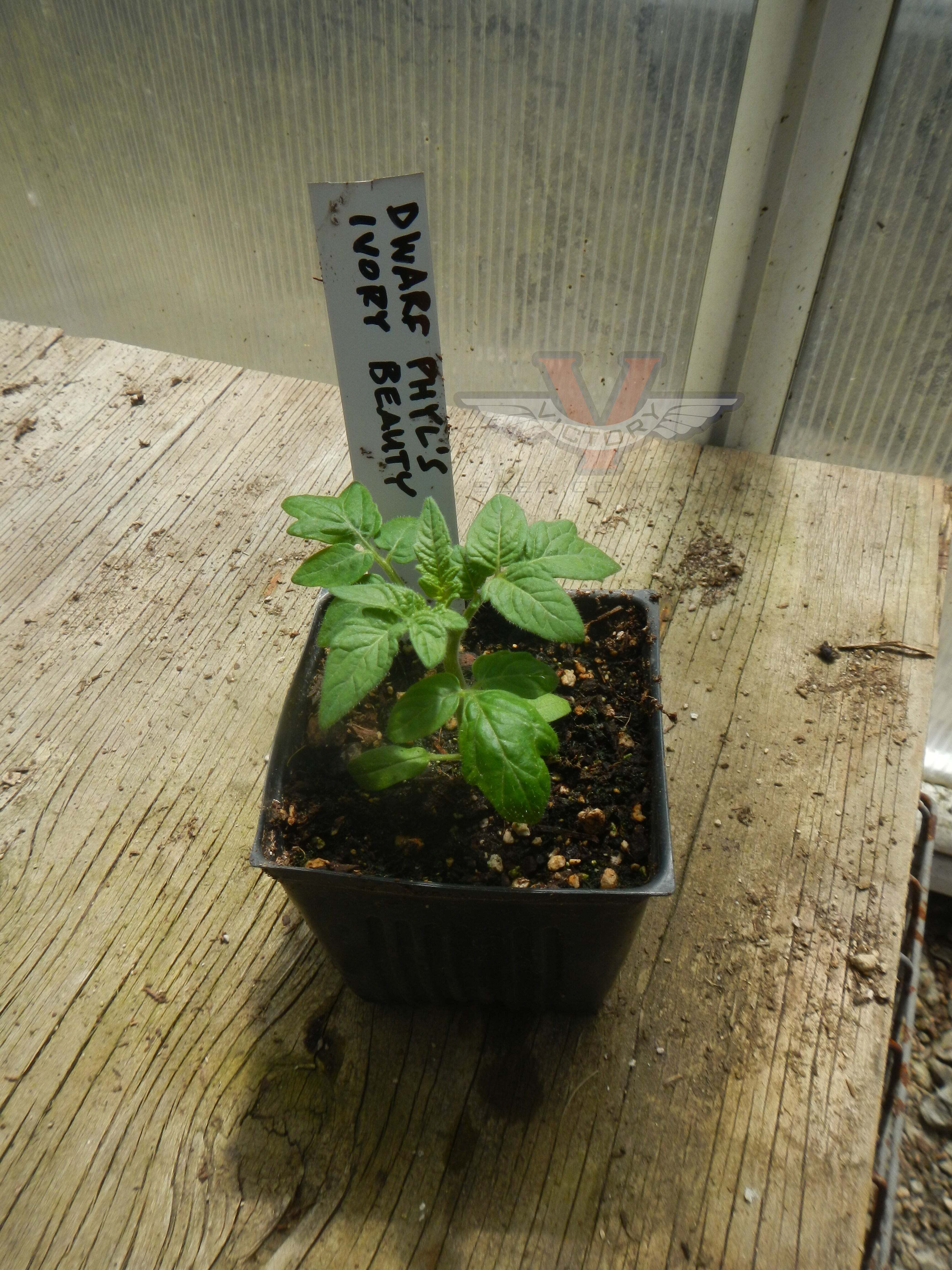 Dwarf Phyl's Ivory Beauty Tomato