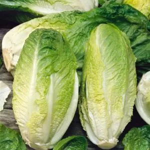 Giant Caesar Lettuce