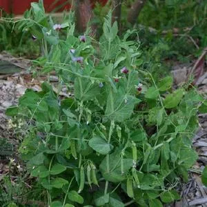 Austrian Winter Pea