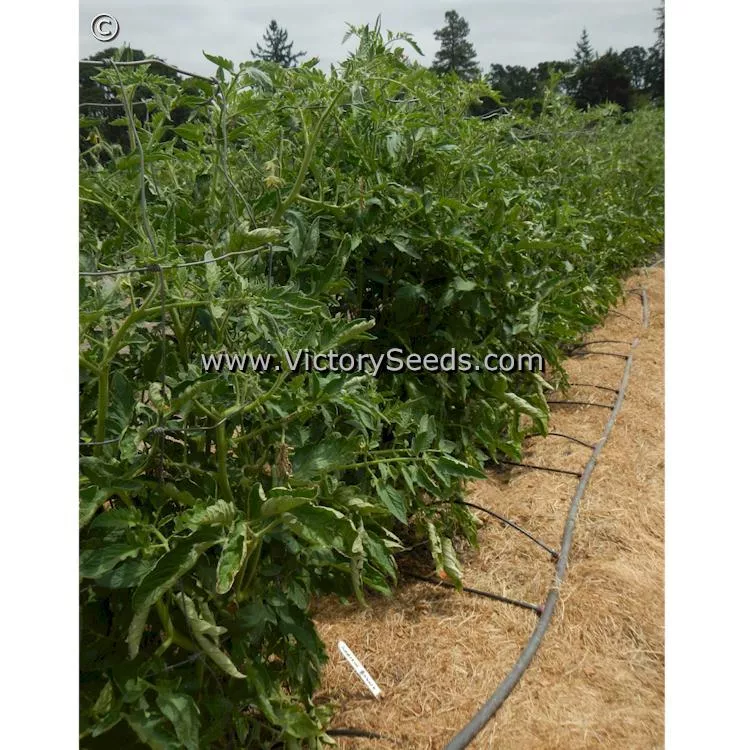 Andrew Rahart's Jumbo Red Tomato