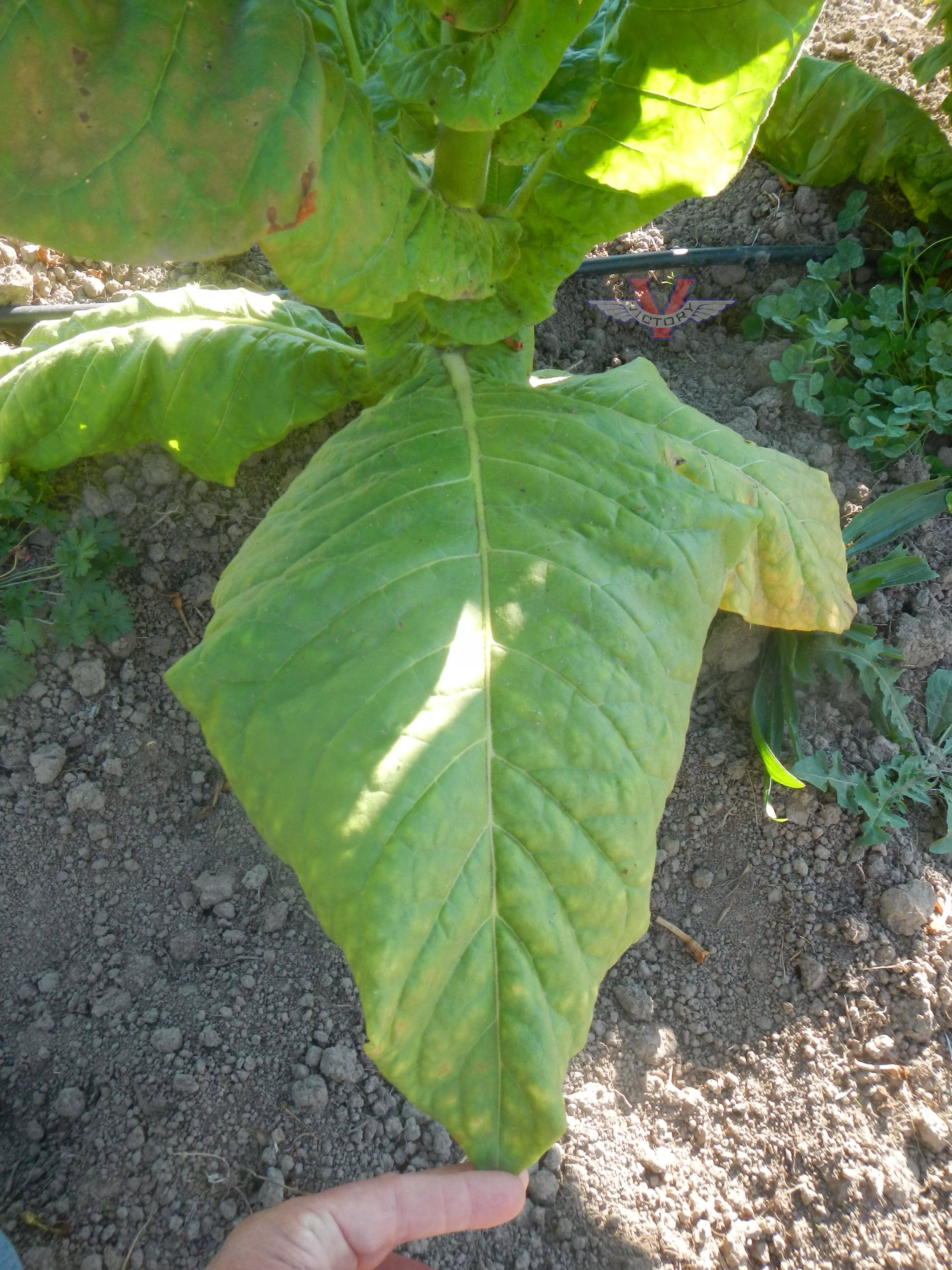 Havana 211 Tobacco