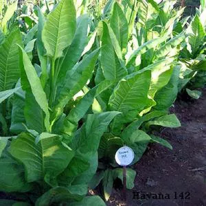 Havana 142 Tobacco