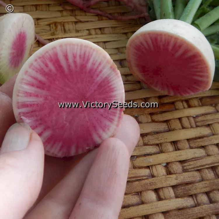 Watermelon Radish