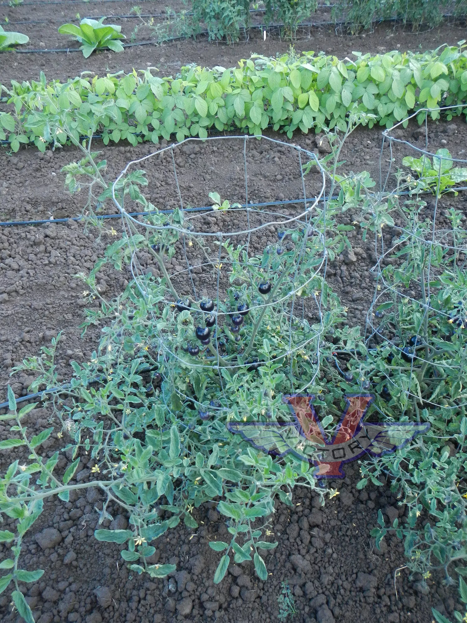 Indigo™ Rose Tomato