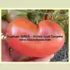 Mallee Rose Tomato