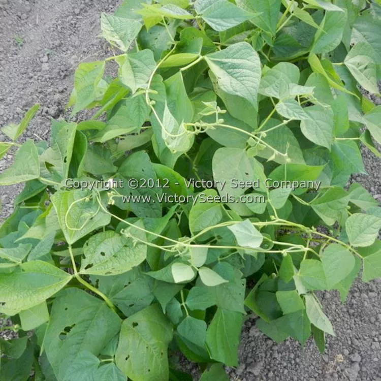Tobacco Patch Dry Bush Garden Bean