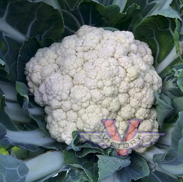 Igloo Cauliflower
