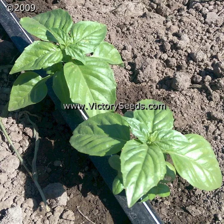 Basil, Lettuce Leaf