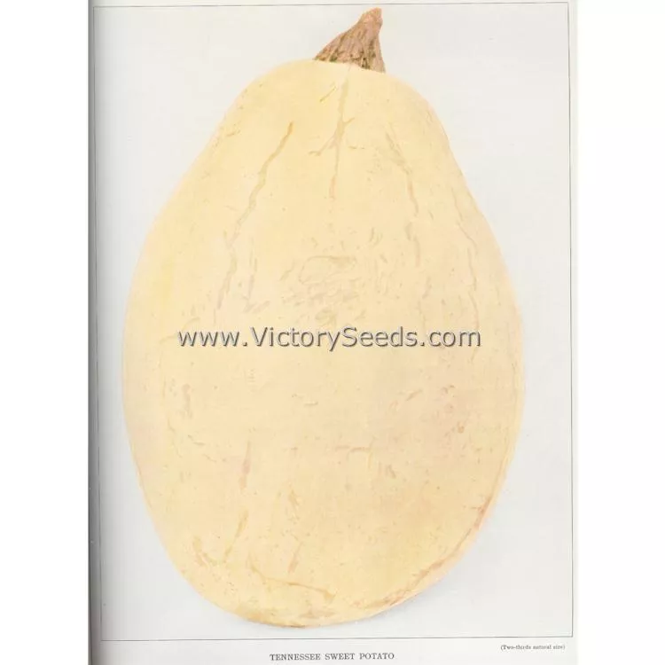 Tennessee Sweet Potato Pumpkin