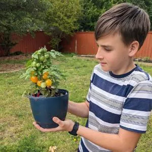 Yellow Canary Tomato