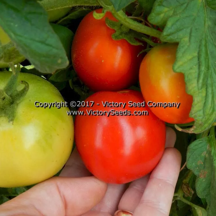 Salsa Tomato