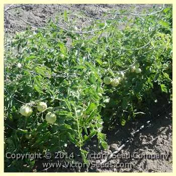 Fakel Tomato