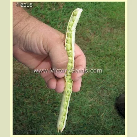 Zipper Cream Southern Pea