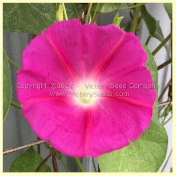 Morning Glory, Scarlet O'Hara