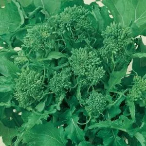 Spring Rapini Raab Broccoli